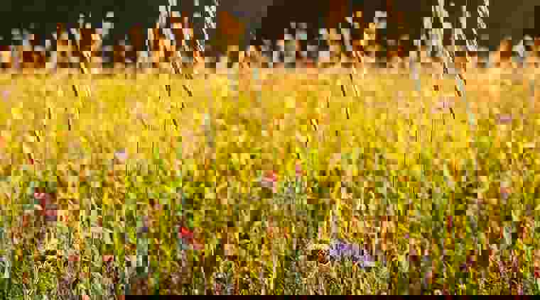wildfarmed-fields-full-of-life-12.jpg