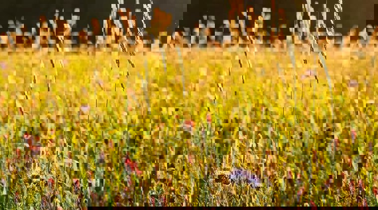 wildfarmed-fields-full-of-life-12.jpg