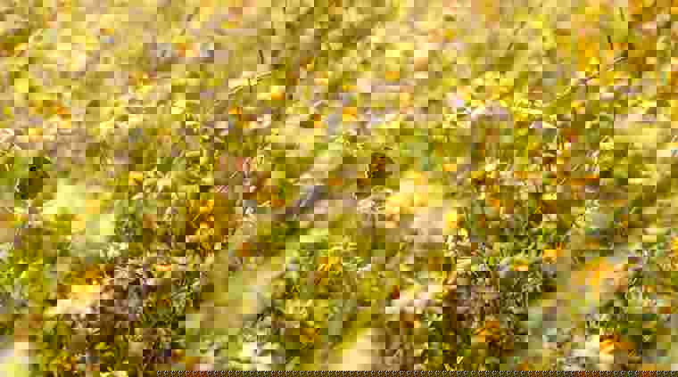 wildfarmed-fields-full-of-life.jpg