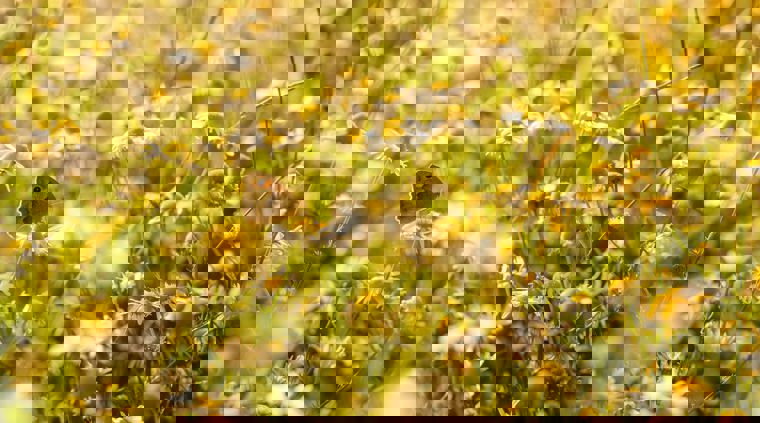 wildfarmed-fields-full-of-life.jpg